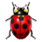 Bug